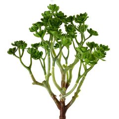 Artificial Mini Echeveria Bush, 10-Inch