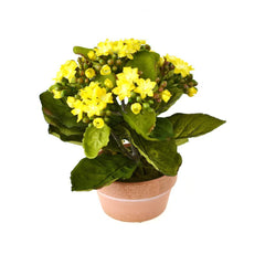 Artificial Silk Kalanchoe Flower Pot, 8-Inch