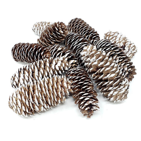 Decorative Snow Norway Spruce Cones, 3-Inch. 12-Count